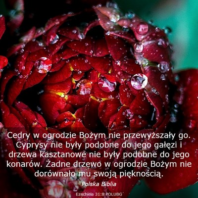 Picture 03 - Ezechiela 31:8 POLUBG - Cedry w ogrodzie Bożym nie przewyższały go. - Bible Verse Picture