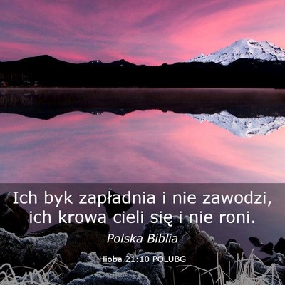 Picture 03 - Hioba 21:10 POLUBG - Ich byk zapładnia i nie zawodzi, ich krowa cieli - Bible Verse Picture