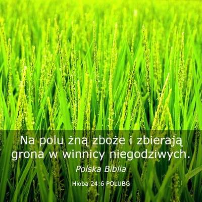 Picture 03 - Hioba 24:6 POLUBG - Na polu żną zboże i zbierają grona w winnicy - Bible Verse Picture
