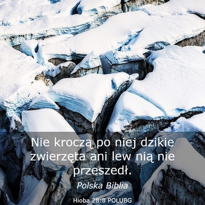 Picture 03 - Hioba 28:8 POLUBG - Nie kroczą po niej dzikie zwierzęta ani lew - Bible Verse Picture