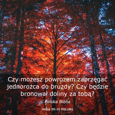 Picture 03 - Hioba 39:10 POLUBG - Czy możesz powrozem zaprzęgać jednorożca do - Bible Verse Picture