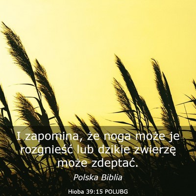 Picture 03 - Hioba 39:15 POLUBG - I zapomina, że noga może je rozgnieść lub - Bible Verse Picture