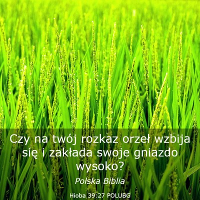 Picture 03 - Hioba 39:27 POLUBG - Czy na twój rozkaz orzeł wzbija się i zakłada - Bible Verse Picture