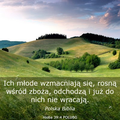 Picture 03 - Hioba 39:4 POLUBG - Ich młode wzmacniają się, rosną wśród - Bible Verse Picture