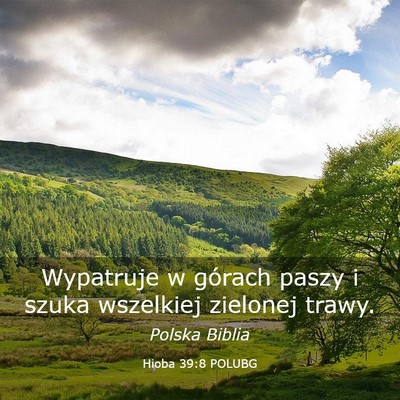 Picture 03 - Hioba 39:8 POLUBG - Wypatruje w górach paszy i szuka wszelkiej - Bible Verse Picture
