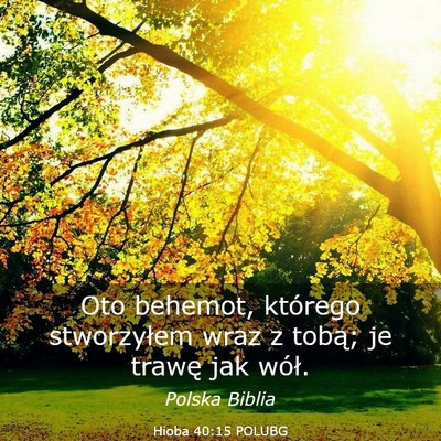 Picture 03 - Hioba 40:15 POLUBG - Oto behemot, którego stworzyłem wraz z tobą; - Bible Verse Picture