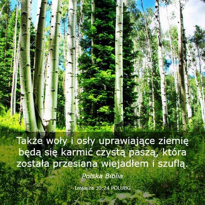 Picture 03 - Izajasza 30:24 POLUBG - Także woły i osły uprawiające ziemię będą - Bible Verse Picture