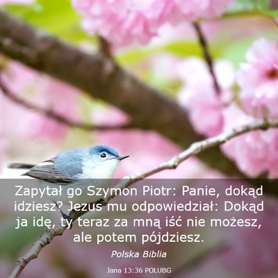 Picture 03 - Jana 13:36 POLUBG - Zapytał go Szymon Piotr: Panie, dokąd idziesz? - Bible Verse Picture