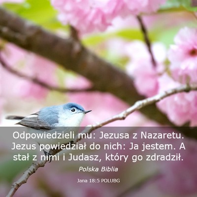 Picture 03 - Jana 18:5 POLUBG - Odpowiedzieli mu: Jezusa z Nazaretu. Jezus - Bible Verse Picture