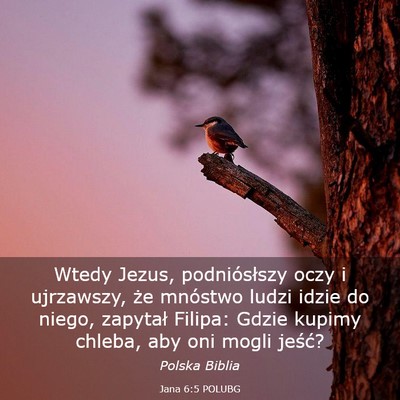 Picture 03 - Jana 6:5 POLUBG - Wtedy Jezus, podniósłszy oczy i ujrzawszy, że - Bible Verse Picture