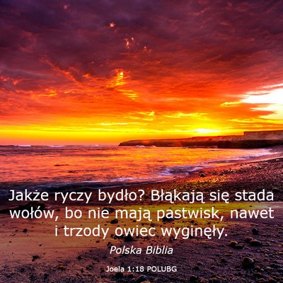Picture 03 - Joela 1:18 POLUBG - Jakże ryczy bydło? Błąkają się stada - Bible Verse Picture
