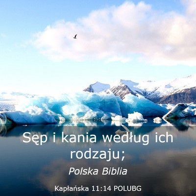 Picture 03 - Kapłańska 11:14 POLUBG - Sęp i kania według ich - Bible Verse Picture