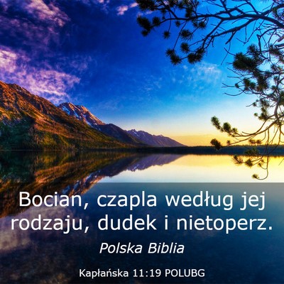 Picture 03 - Kapłańska 11:19 POLUBG - Bocian, czapla według jej rodzaju, dudek i - Bible Verse Picture