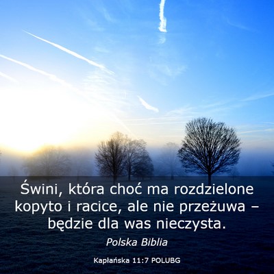 Picture 03 - Kapłańska 11:7 POLUBG - Świni, która choć ma rozdzielone kopyto i - Bible Verse Picture