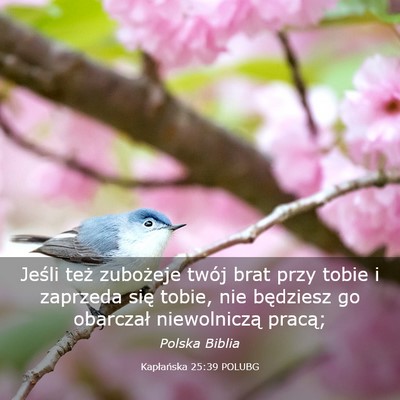 Picture 03 - Kapłańska 25:39 POLUBG - Jeśli też zubożeje twój brat przy tobie i - Bible Verse Picture