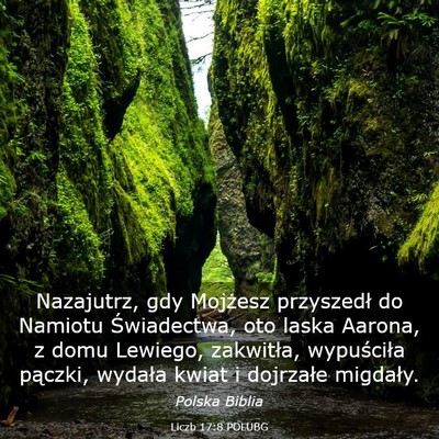 Picture 03 - Liczb 17:8 POLUBG - Nazajutrz, gdy Mojżesz przyszedł do Namiotu - Bible Verse Picture