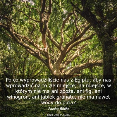 Picture 03 - Liczb 20:5 POLUBG - Po co wyprowadziliście nas z Egiptu, aby nas - Bible Verse Picture