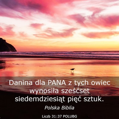 Picture 03 - Liczb 31:37 POLUBG - Danina dla PANA z tych owiec wynosiła sześćset - Bible Verse Picture