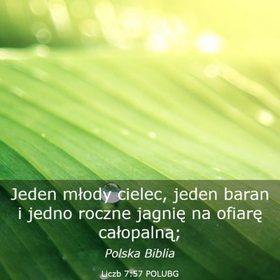 Picture 03 - Liczb 7:57 POLUBG - Jeden młody cielec, jeden baran i jedno roczne - Bible Verse Picture
