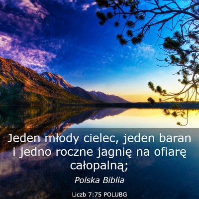 Picture 03 - Liczb 7:75 POLUBG - Jeden młody cielec, jeden baran i jedno roczne - Bible Verse Picture