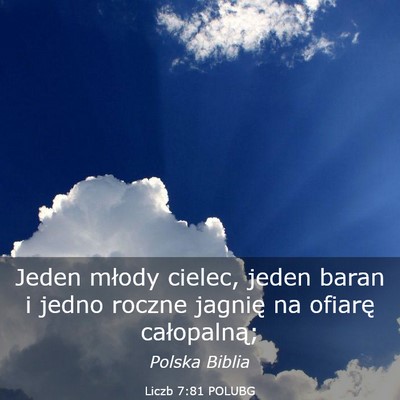 Picture 03 - Liczb 7:81 POLUBG - Jeden młody cielec, jeden baran i jedno roczne - Bible Verse Picture