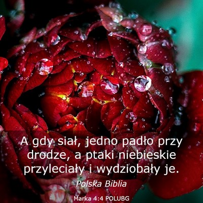Picture 03 - Marka 4:4 POLUBG - A gdy siał, jedno padło przy drodze, a ptaki - Bible Verse Picture