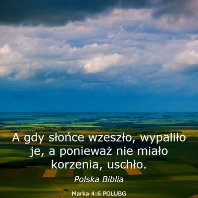 Picture 03 - Marka 4:6 POLUBG - A gdy słońce wzeszło, wypaliło je, a - Bible Verse Picture