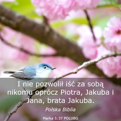 Picture 03 - Marka 5:37 POLUBG - I nie pozwolił iść za sobą nikomu oprócz - Bible Verse Picture