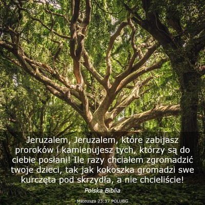 Picture 03 - Mateusza 23:37 POLUBG - Jeruzalem, Jeruzalem, które zabijasz proroków i - Bible Verse Picture