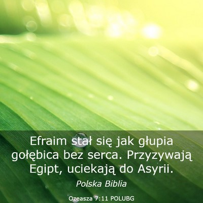 Picture 03 - Ozeasza 7:11 POLUBG - Efraim stał się jak głupia gołębica bez - Bible Verse Picture