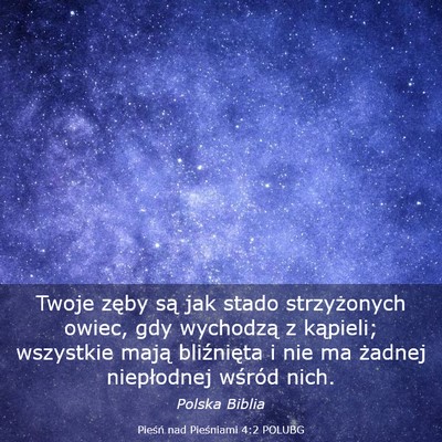 Picture 03 - Pieśń nad Pieśniami 4:2 POLUBG - Twoje zęby są jak stado strzyżonych owiec, gdy - Bible Verse Picture