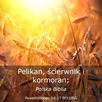Picture 03 - Powtórzonego 14:17 POLUBG - Pelikan, ścierwnik i - Bible Verse Picture