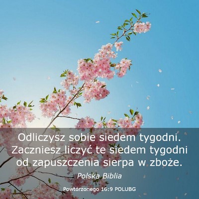 Picture 03 - Powtórzonego 16:9 POLUBG - Odliczysz sobie siedem tygodni. Zaczniesz liczyć - Bible Verse Picture