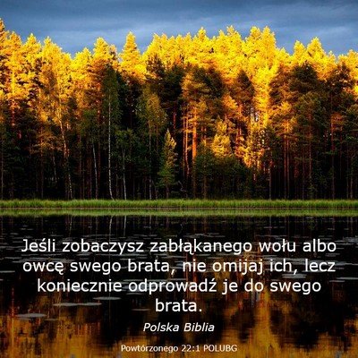 Picture 03 - Powtórzonego 22:1 POLUBG - Jeśli zobaczysz zabłąkanego wołu albo owcę - Bible Verse Picture