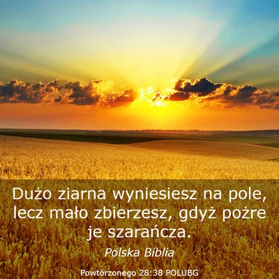 Picture 03 - Powtórzonego 28:38 POLUBG - Dużo ziarna wyniesiesz na pole, lecz mało - Bible Verse Picture