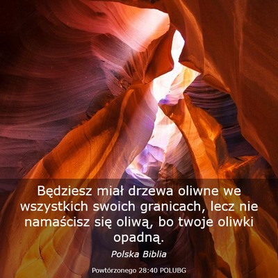 Picture 03 - Powtórzonego 28:40 POLUBG - Będziesz miał drzewa oliwne we wszystkich - Bible Verse Picture
