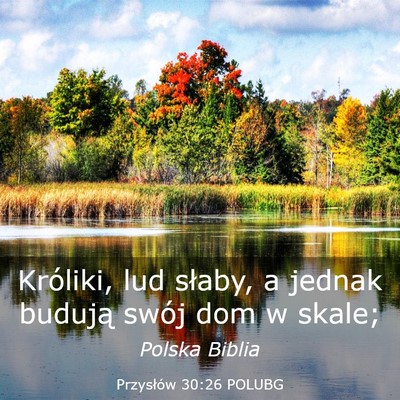 Picture 03 - Przysłów 30:26 POLUBG - Króliki, lud słaby, a jednak budują swój dom - Bible Verse Picture