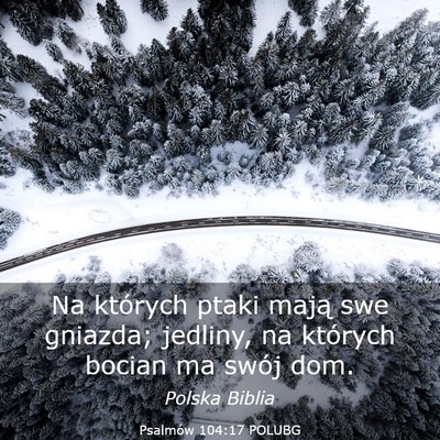 Picture 03 - Psalmów 104:17 POLUBG - Na których ptaki mają swe gniazda; jedliny, na - Bible Verse Picture