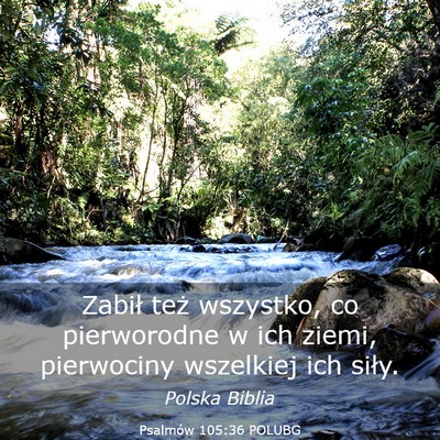 Picture 03 - Psalmów 105:36 POLUBG - Zabił też wszystko, co pierworodne w ich ziemi, - Bible Verse Picture