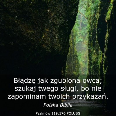 Picture 03 - Psalmów 119:176 POLUBG - Błądzę jak zgubiona owca; szukaj twego sługi, - Bible Verse Picture