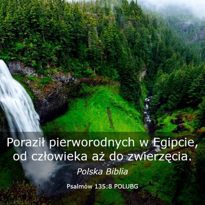 Picture 03 - Psalmów 135:8 POLUBG - Poraził pierworodnych w Egipcie, od człowieka - Bible Verse Picture