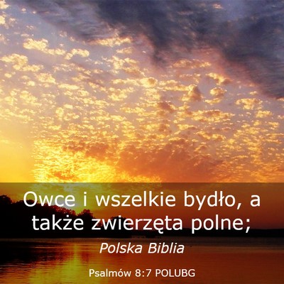 Picture 03 - Psalmów 8:7 POLUBG - Owce i wszelkie bydło, a także zwierzęta - Bible Verse Picture