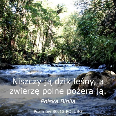 Picture 03 - Psalmów 80:13 POLUBG - Niszczy ją dzik leśny, a zwierzę polne pożera - Bible Verse Picture