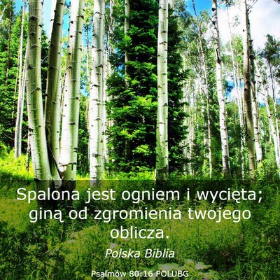 Picture 03 - Psalmów 80:16 POLUBG - Spalona jest ogniem i wycięta; giną od - Bible Verse Picture
