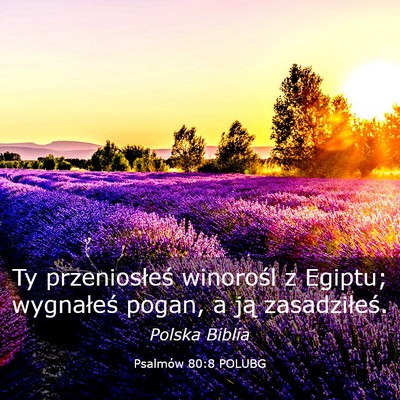 Picture 03 - Psalmów 80:8 POLUBG - Ty przeniosłeś winorośl z Egiptu; wygnałeś - Bible Verse Picture