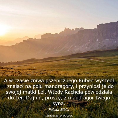Picture 03 - Rodzaju 30:14 POLUBG - A w czasie żniwa pszenicznego Ruben wyszedł i - Bible Verse Picture