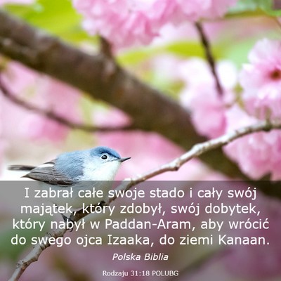 Picture 03 - Rodzaju 31:18 POLUBG - I zabrał całe swoje stado i cały swój - Bible Verse Picture