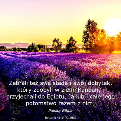 Picture 03 - Rodzaju 46:6 POLUBG - Zebrali też swe stada i swój dobytek, który - Bible Verse Picture