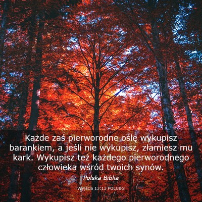 Picture 03 - Wyjścia 13:13 POLUBG - Każde zaś pierworodne oślę wykupisz - Bible Verse Picture
