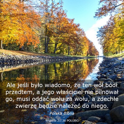 Picture 03 - Wyjścia 21:36 POLUBG - Ale jeśli było wiadomo, że ten wół bódł - Bible Verse Picture